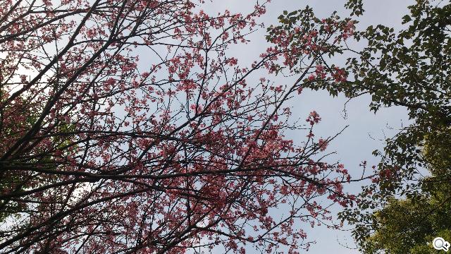 Sony XPERIA S進階體驗 相機、效能實測分享 Sony XPERIA S進階體驗 相機、效能實測分享