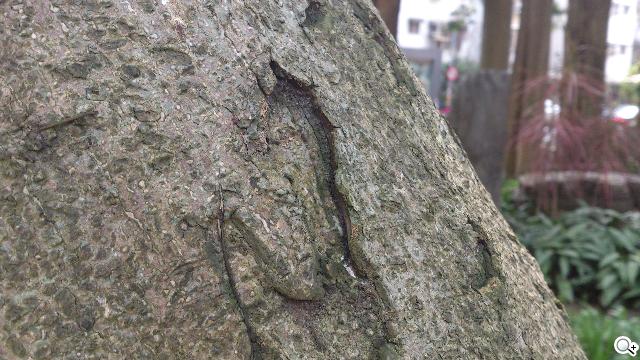 Sony XPERIA S進階體驗 相機、效能實測分享 Sony XPERIA S進階體驗 相機、效能實測分享