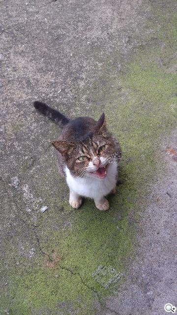 Sony XPERIA S進階體驗 相機、效能實測分享 Sony XPERIA S進階體驗 相機、效能實測分享