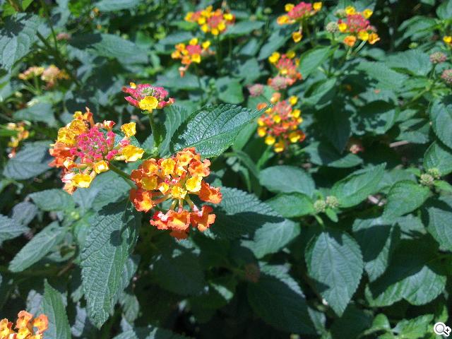 HTC One X、Sony XPERIA S雙雄 攝錄交鋒 HTC One X、Sony XPERIA S雙雄 攝錄交鋒