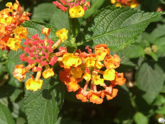 HTC One X、Sony XPERIA S雙雄 攝錄交鋒 HTC One X、Sony XPERIA S雙雄 攝錄交鋒