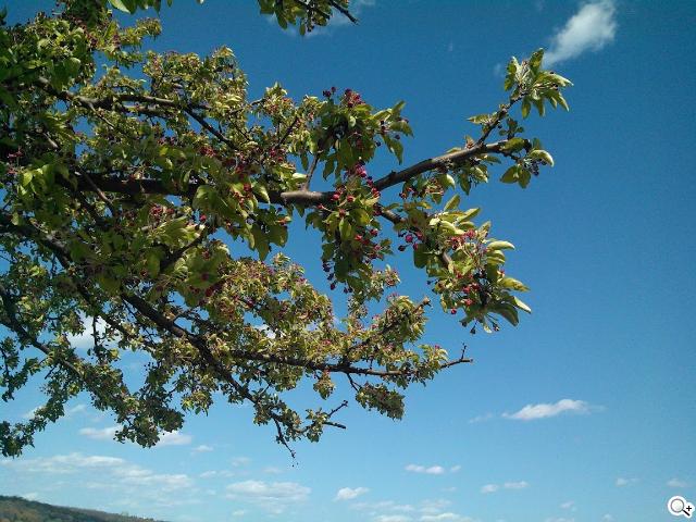 MOTO RAZR HD曝光 螢幕棒、效能強、電池大 MOTO RAZR HD曝光 螢幕棒、效能強、電池大