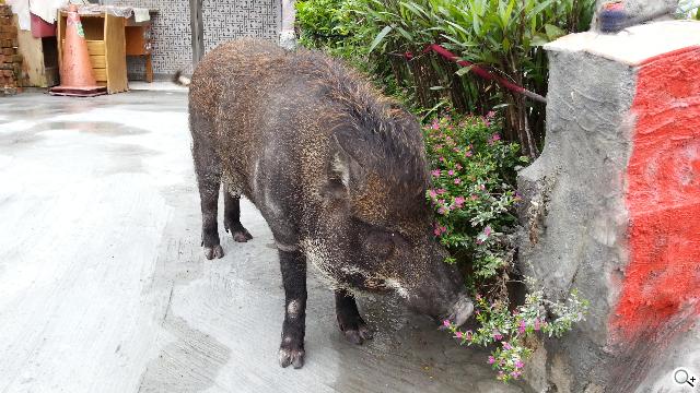 三星GALAXY S3相機實測 畫質更優 速度更快 三星GALAXY S3相機實測 畫質更優 速度更快