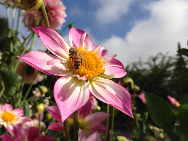 蘋果發佈iPhone 5相機實拍照 照相表現具水準 蘋果發佈iPhone 5相機實拍照 照相表現具水準
