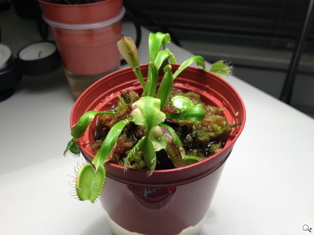 【相機】iPhone 5八百萬畫素iSight相機測試與4S實拍比拚