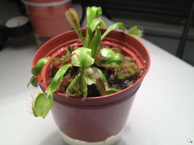 【相機】iPhone 5八百萬畫素iSight相機測試與4S實拍比拚