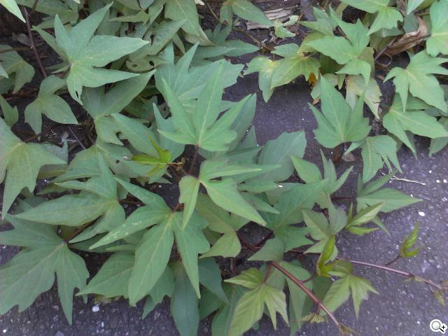 華為七吋平板電腦 HUAWEI Media Pad 7 Lite 華為七吋平板電腦 HUAWEI Media Pad 7 Lite