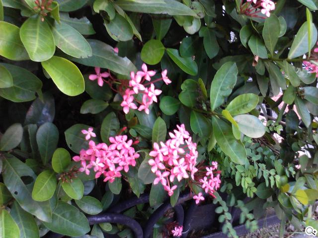 華為七吋平板電腦 HUAWEI Media Pad 7 Lite 華為七吋平板電腦 HUAWEI Media Pad 7 Lite