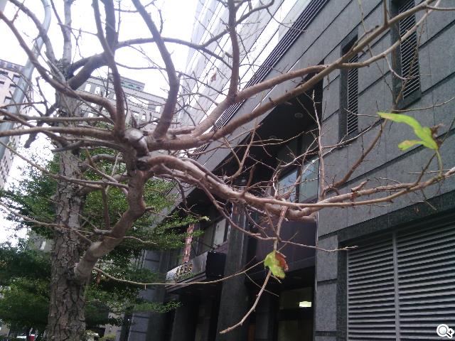 小資首選！TWM Amazing A2抗漲超值智慧機