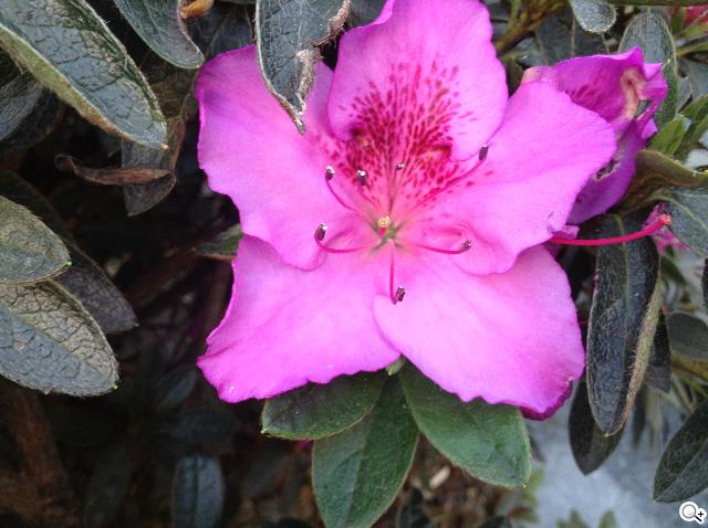 Apple iPad mini小平板功能、攝錄實測評析