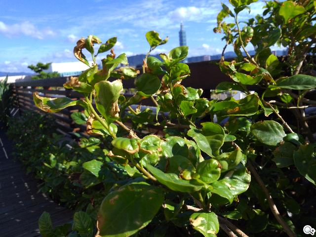 【攝錄】ASUS PadFone2攝錄與多媒體實力總體檢