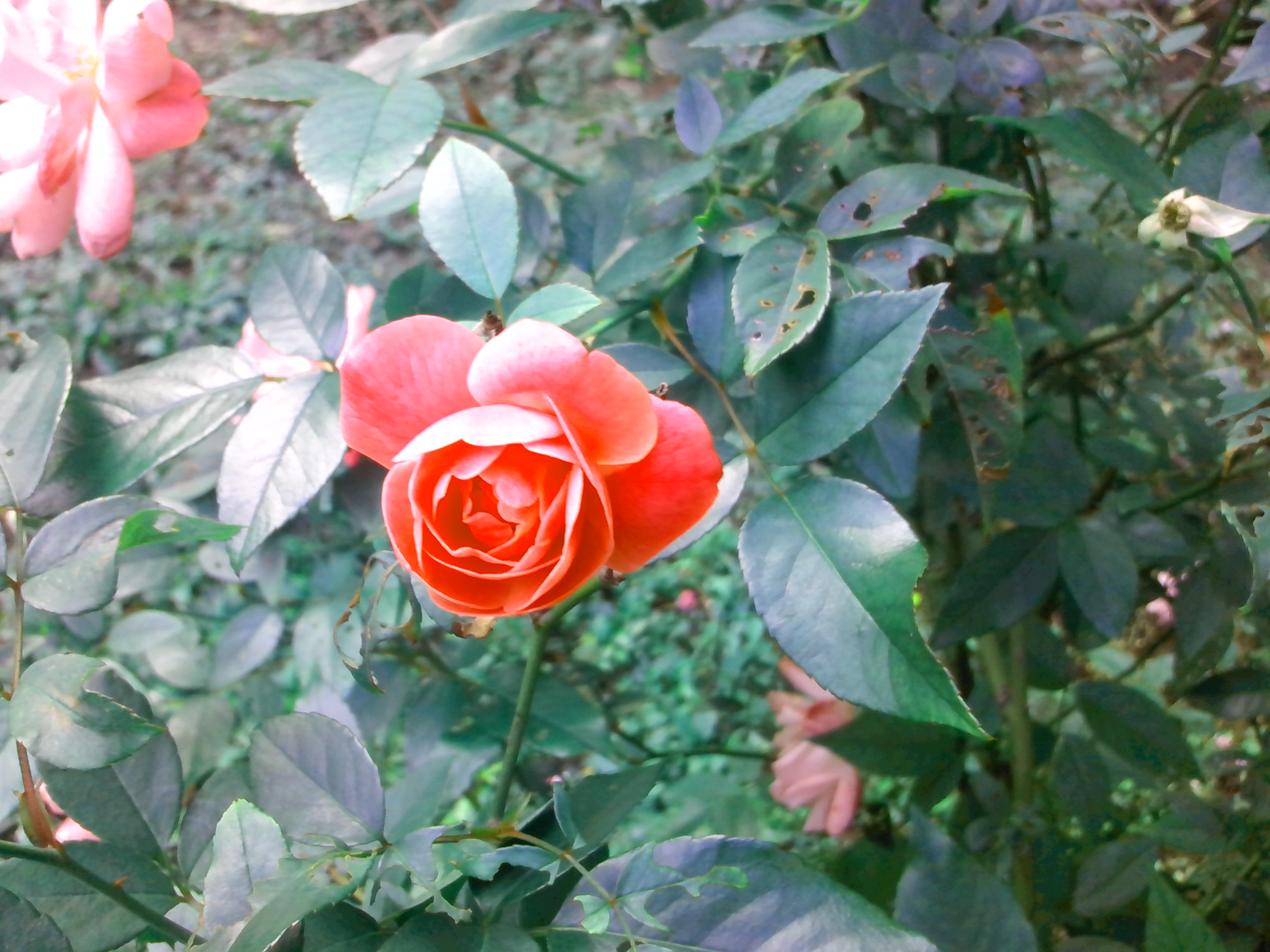 4.3吋簡約雙卡智慧精靈GSmart GS202