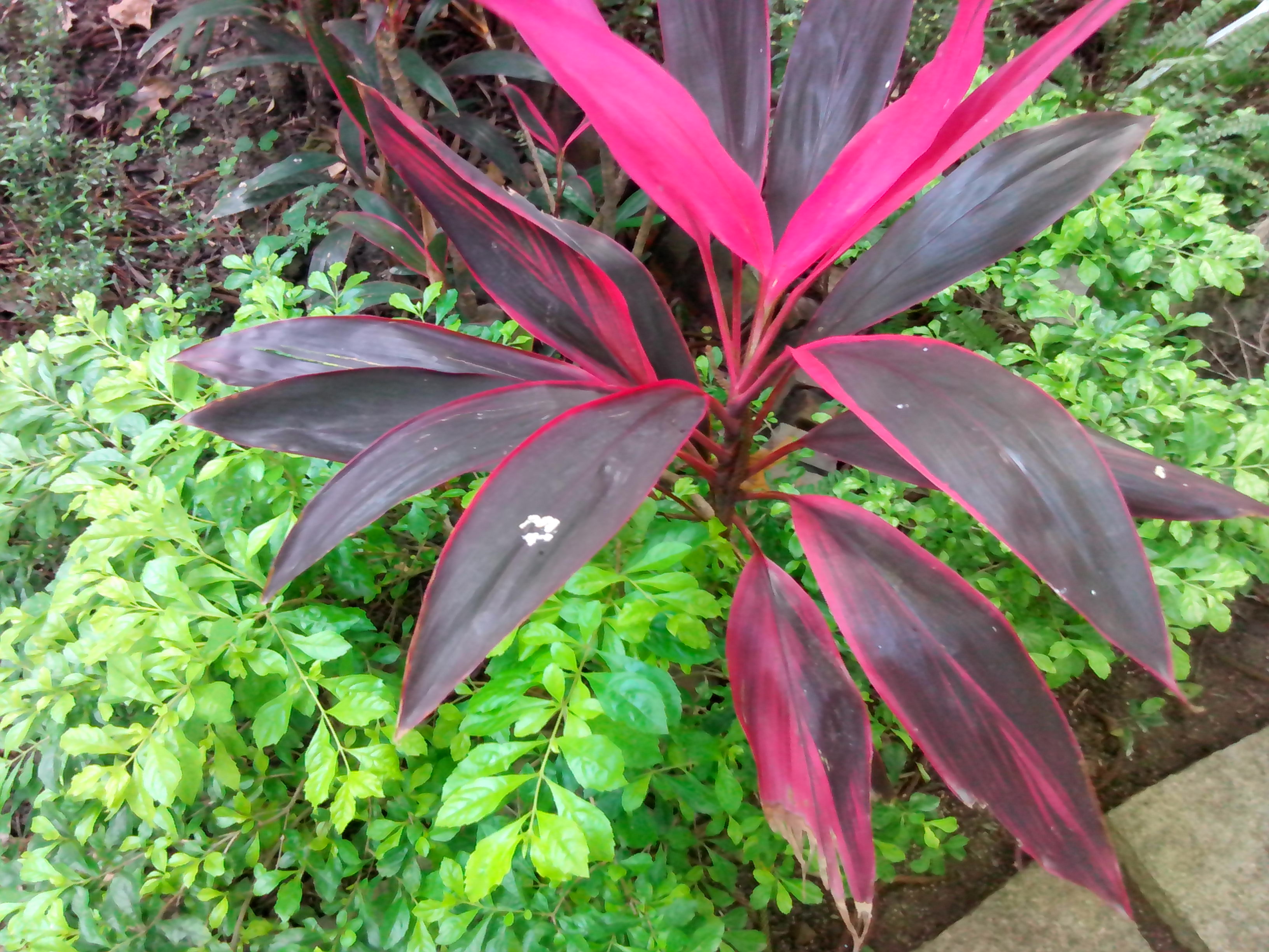 4.3吋簡約雙卡智慧精靈GSmart GS202