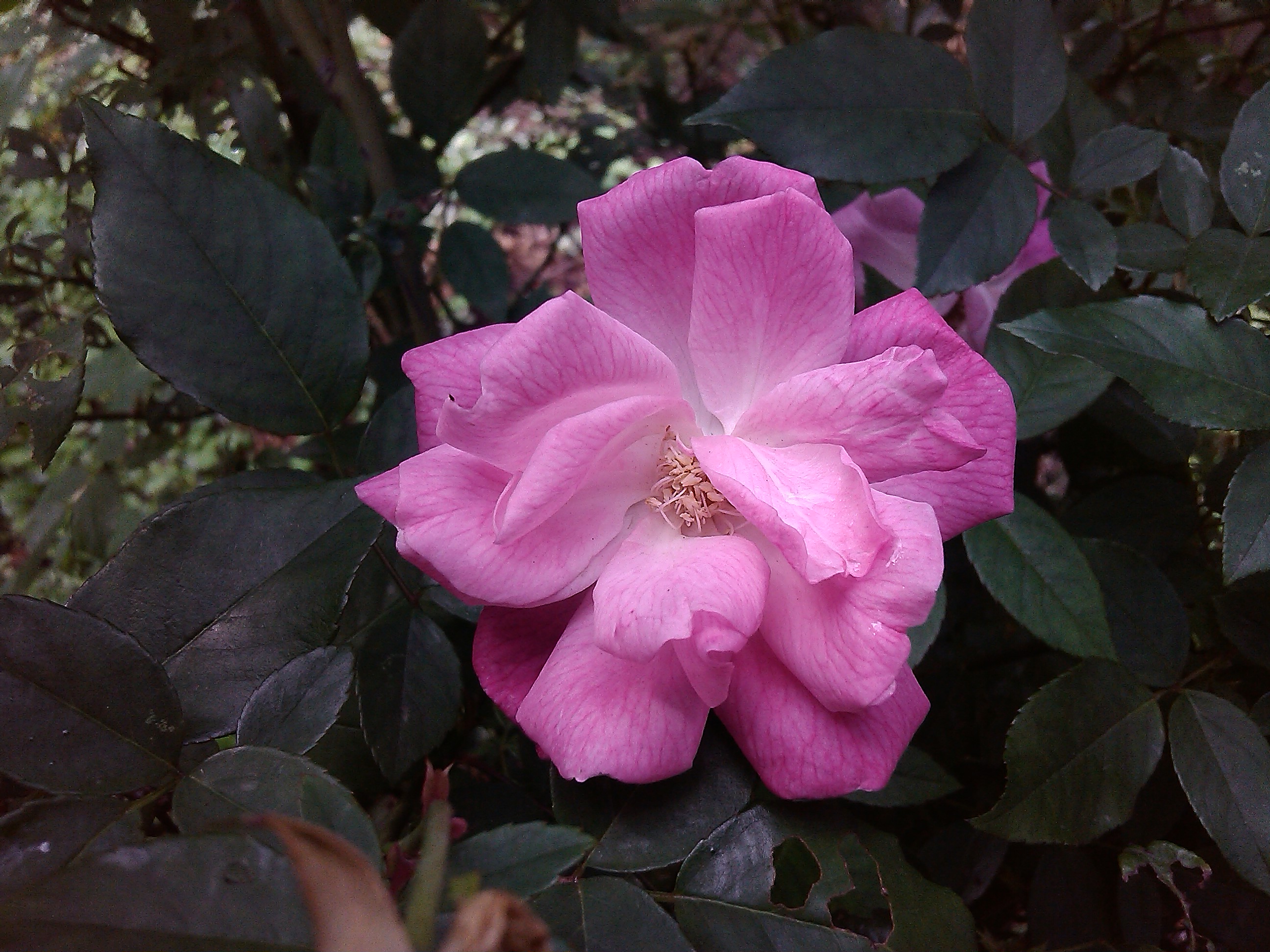 moii E801 五千有找的雙核4 吋雙卡智慧機