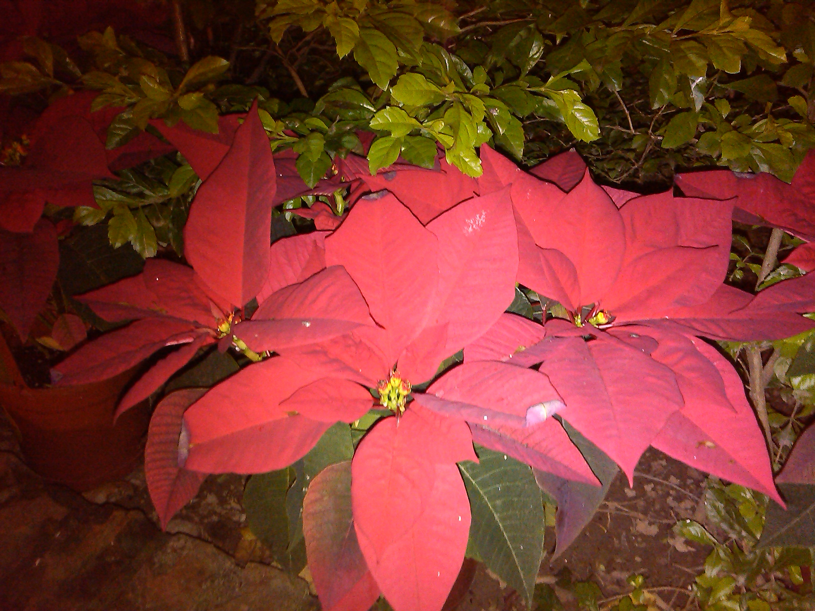 moii E801 五千有找的雙核4 吋雙卡智慧機