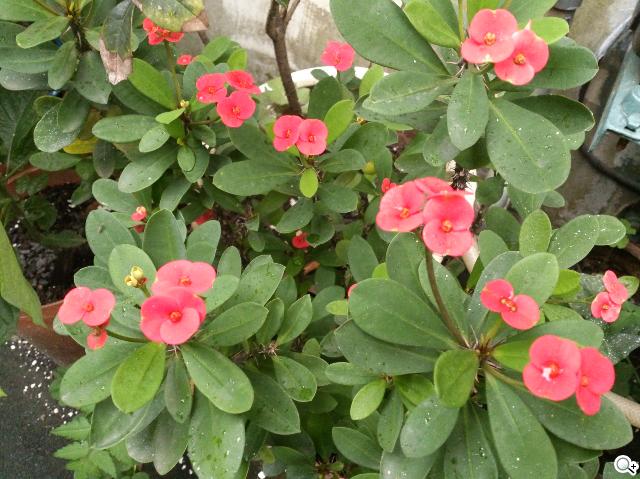 【攝錄】Sony Xperia V LT25i 絕美13MP相機耍心機 【攝錄】Sony Xperia V LT25i 絕美13MP相機耍心機