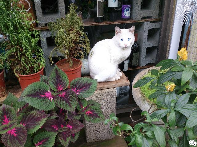 【攝錄】Sony Xperia V LT25i 絕美13MP相機耍心機 【攝錄】Sony Xperia V LT25i 絕美13MP相機耍心機