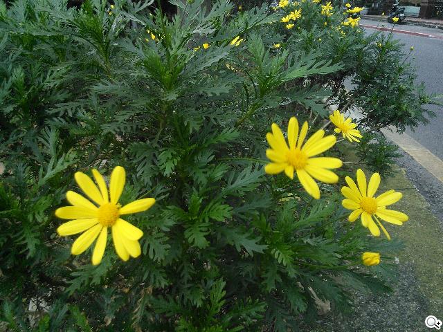 我要成為海賊王！NEC N-02E ONE PIECE特別版