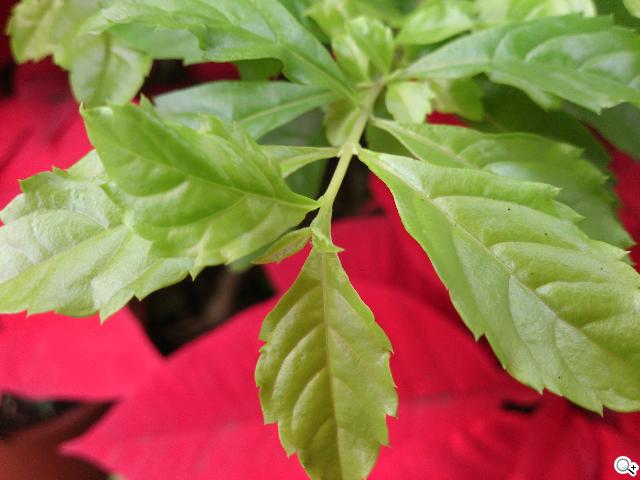 Sony Xperia T 心動弧線arc外型 怦然登場 Sony Xperia T 心動弧線arc外型 怦然登場