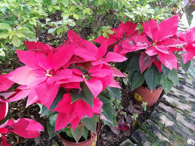 輕巧大視野 三星GALAXY Premier變臉機