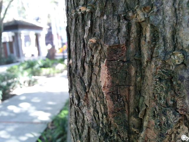 輕巧大視野 三星GALAXY Premier變臉機