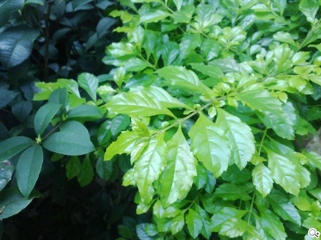 NOKIA Lumia 820無線充電彩殼換換機