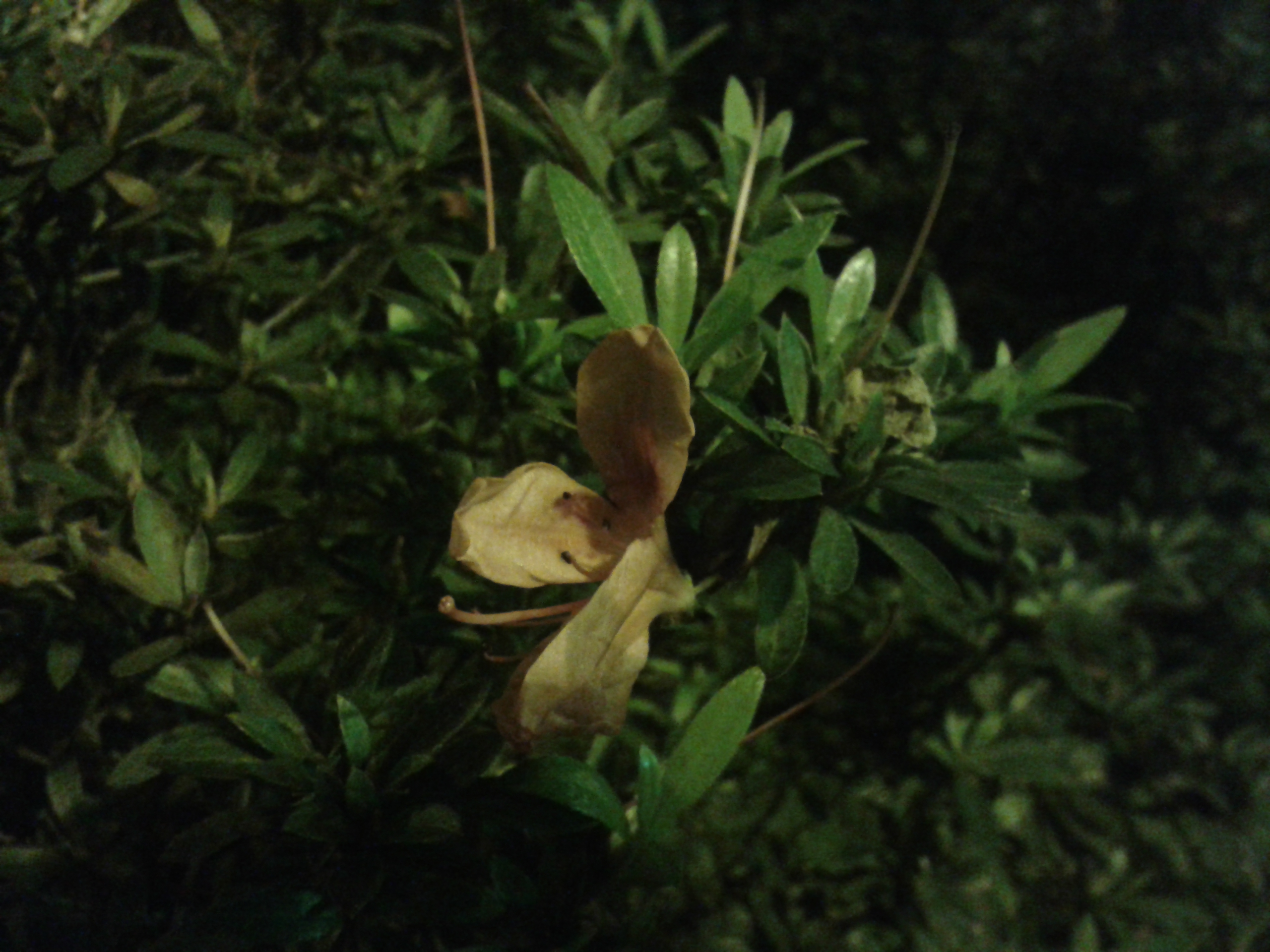 三星GALAXY S3 mini i8190 迷你微旗艦 功能不縮水