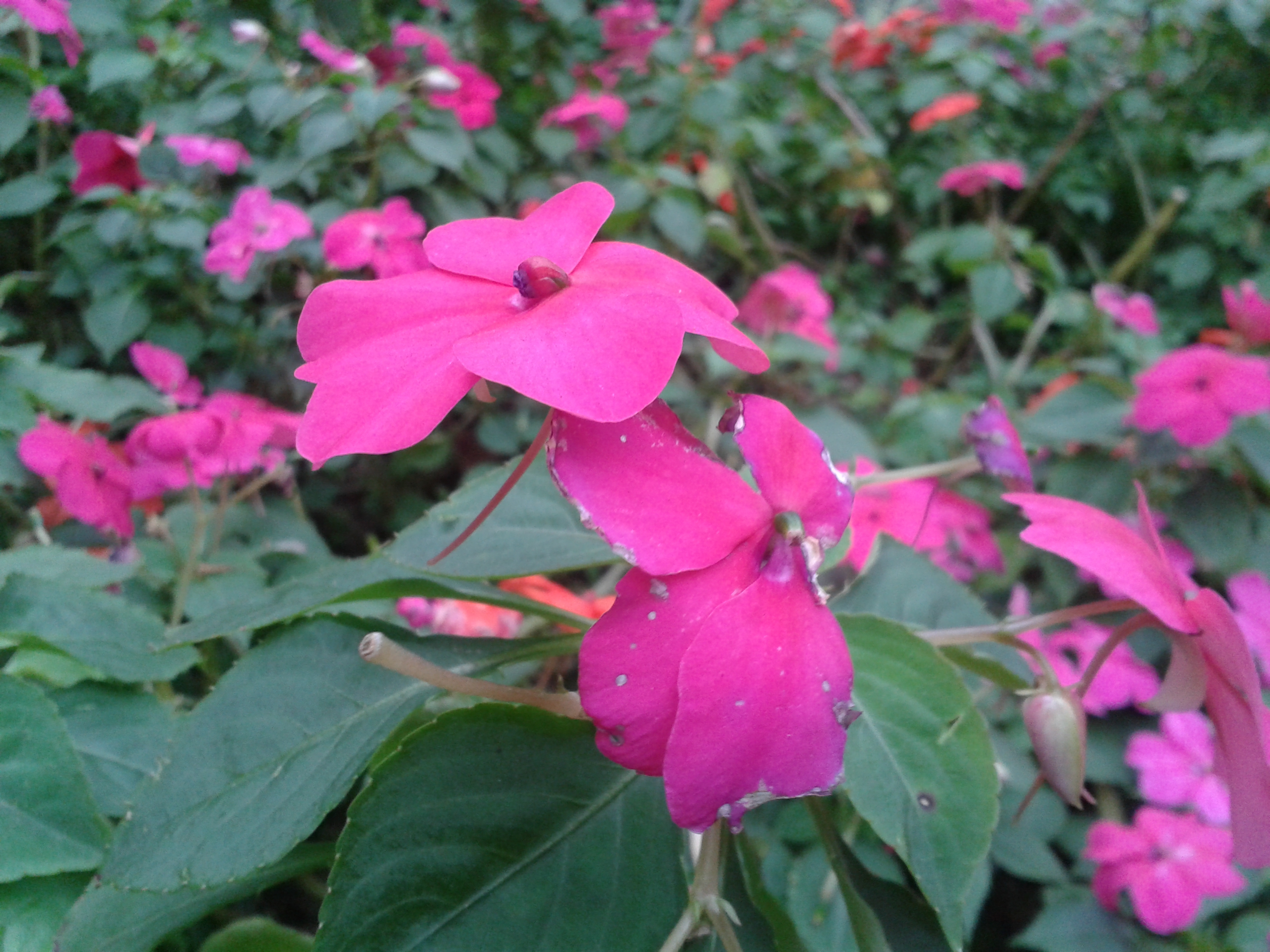 三星GALAXY S3 mini i8190 迷你微旗艦 功能不縮水