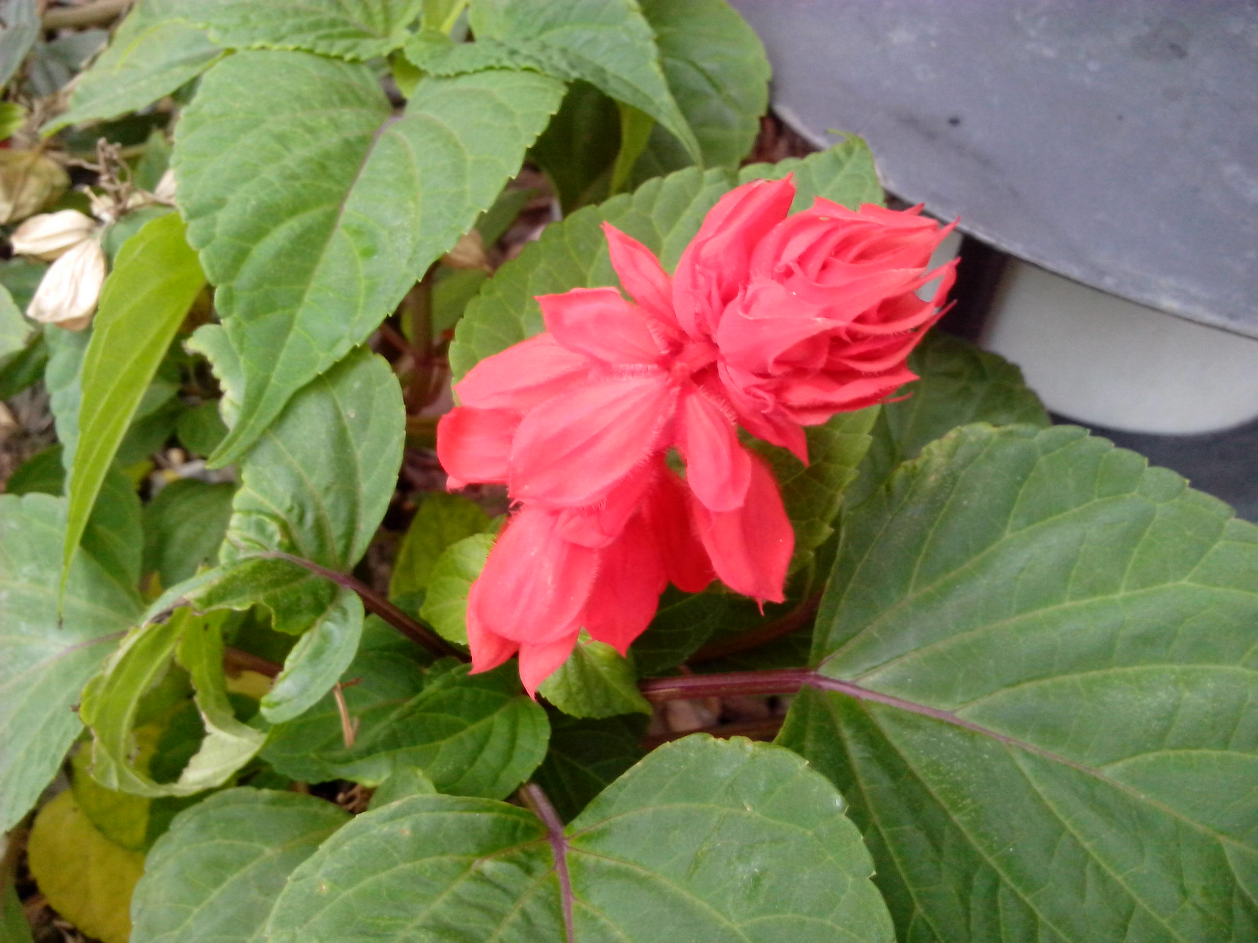 台灣製造的平價雙核手機 INHON PAPILIO G1