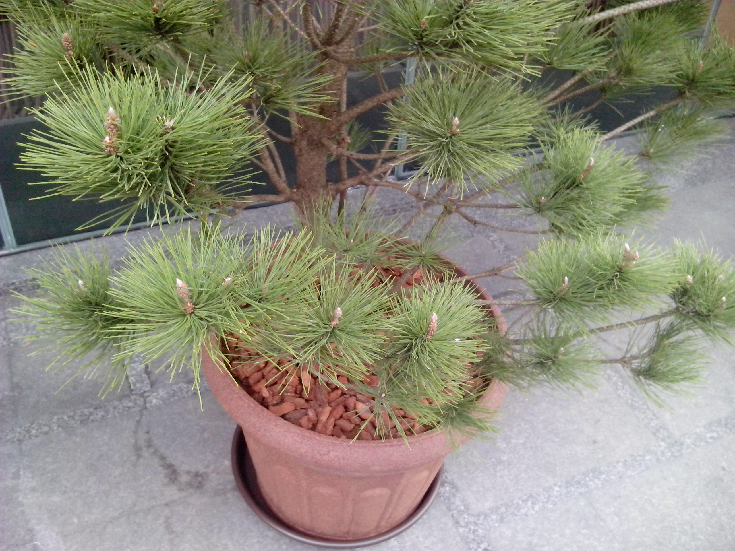 台灣製造的平價雙核手機 INHON PAPILIO G1