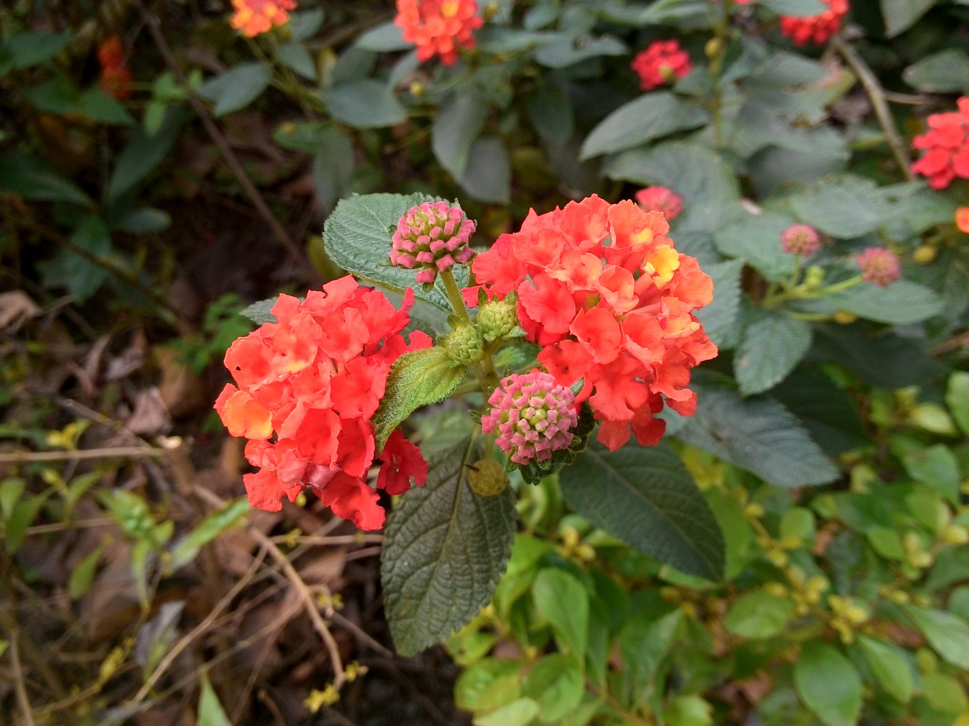 華碩VivoTab Smart ME400平板 Win8輕巧帶著走