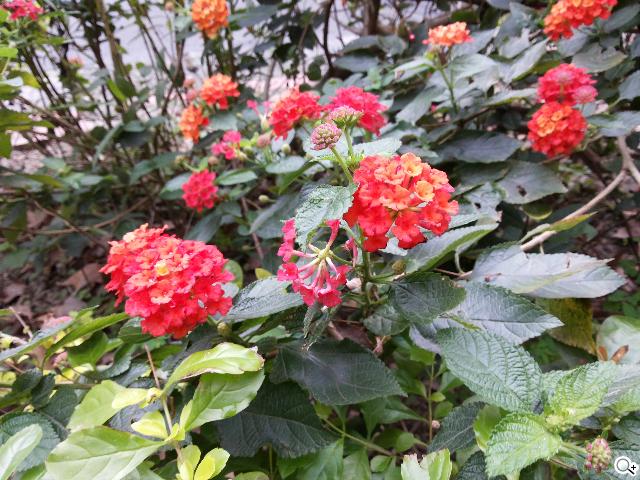 三星GALAXY Grand Duos 大螢幕雙卡雙待機