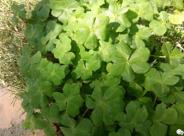 樂金四核旗艦機LG Optimus G 採水晶反射處理