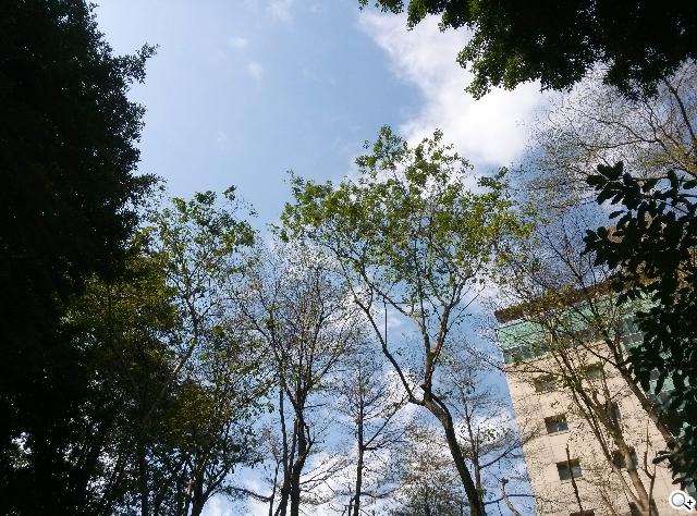 樂金四核旗艦機LG Optimus G 採水晶反射處理