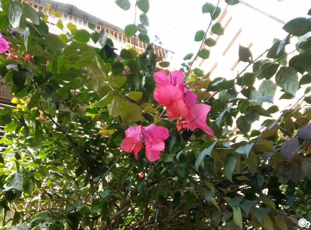 樂金四核旗艦機LG Optimus G 採水晶反射處理