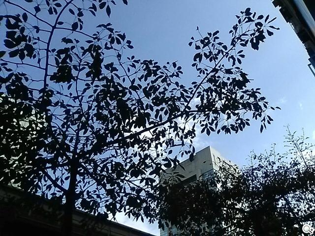 樂金四核旗艦機LG Optimus G 採水晶反射處理