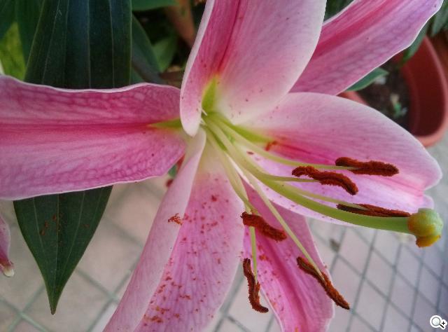 樂金四核旗艦機LG Optimus G 採水晶反射處理