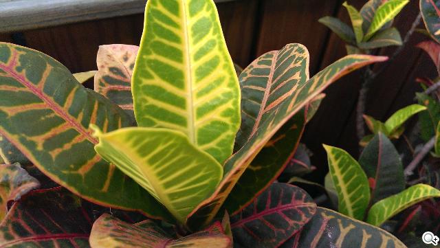 新HTC One UltraPixel攝錄實力與Zoe應用詳測