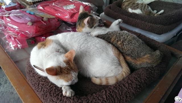 新HTC One UltraPixel攝錄實力與Zoe應用詳測