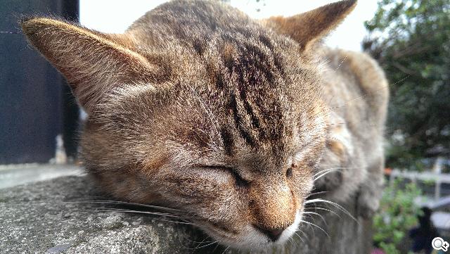 新HTC One UltraPixel攝錄實力與Zoe應用詳測