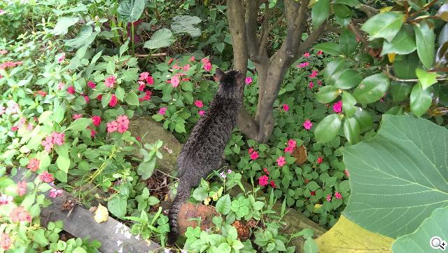 新HTC One UltraPixel攝錄實力與Zoe應用詳測