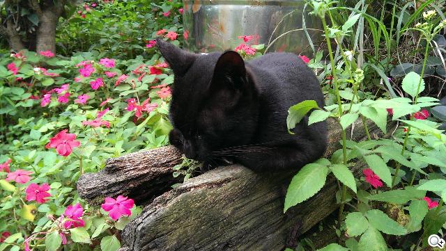 新HTC One UltraPixel攝錄實力與Zoe應用詳測