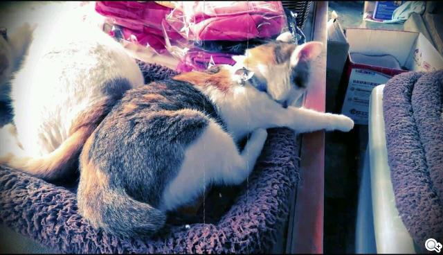 新HTC One UltraPixel攝錄實力與Zoe應用詳測