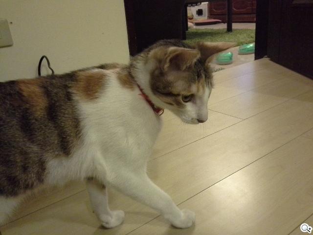 解析三星GALAXY Note 8.0 中尺寸四核平板電腦