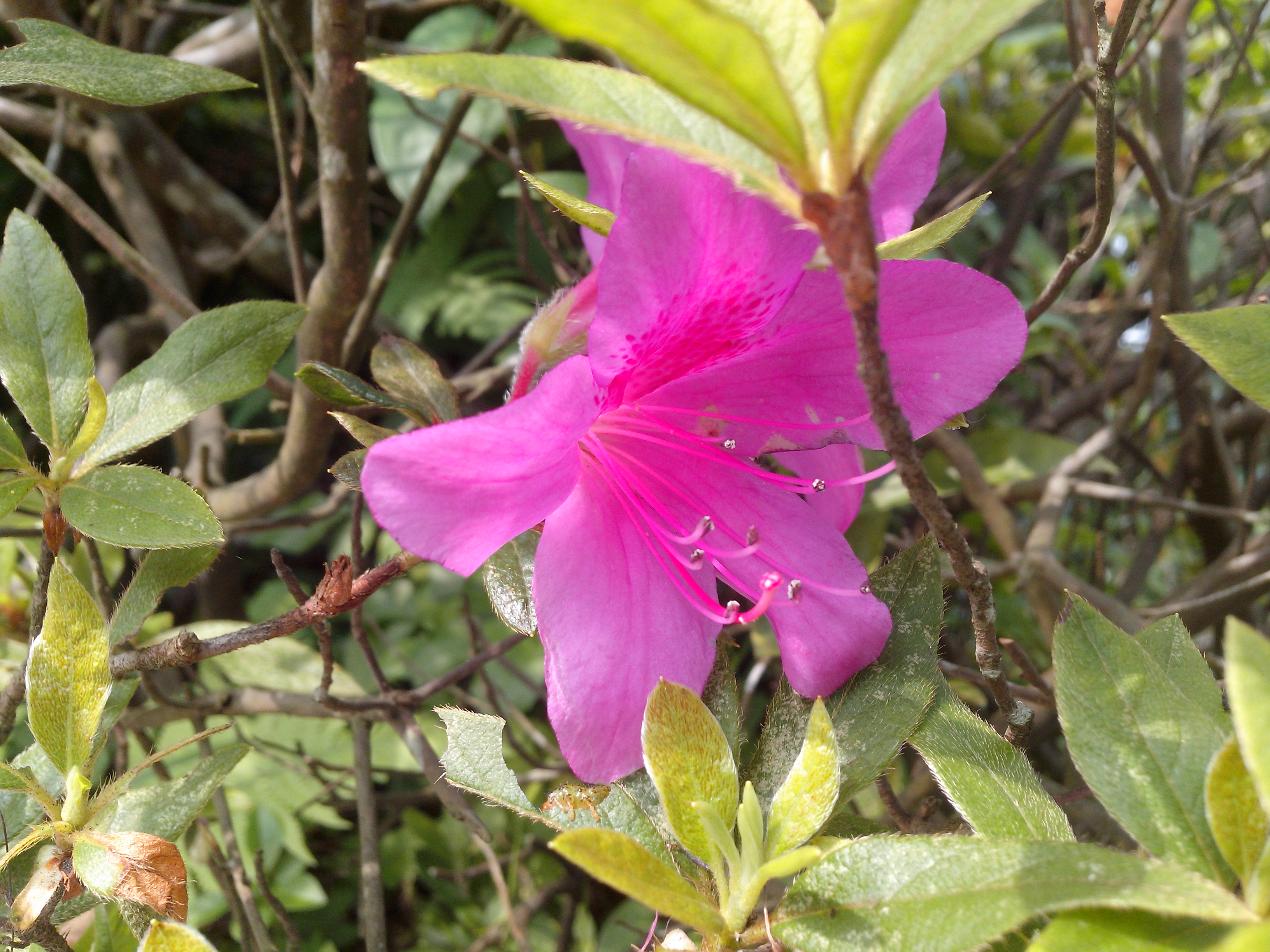 國產4.5吋、雙卡雙核 GSmart Maya M1