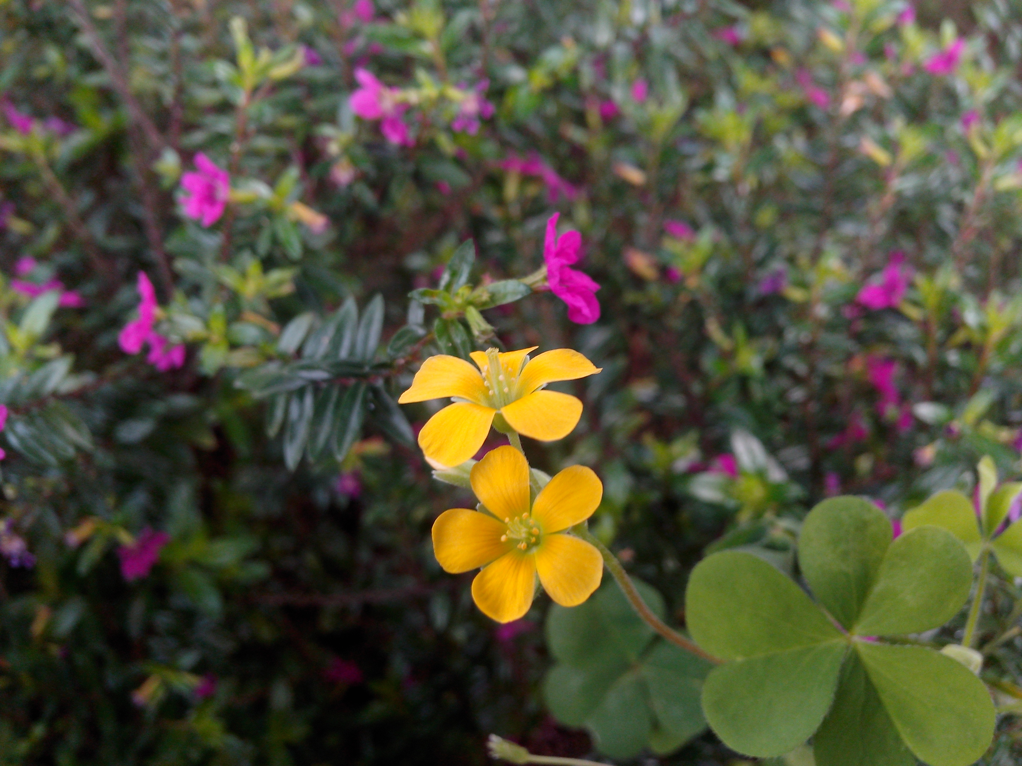 國產4.5吋、雙卡雙核 GSmart Maya M1