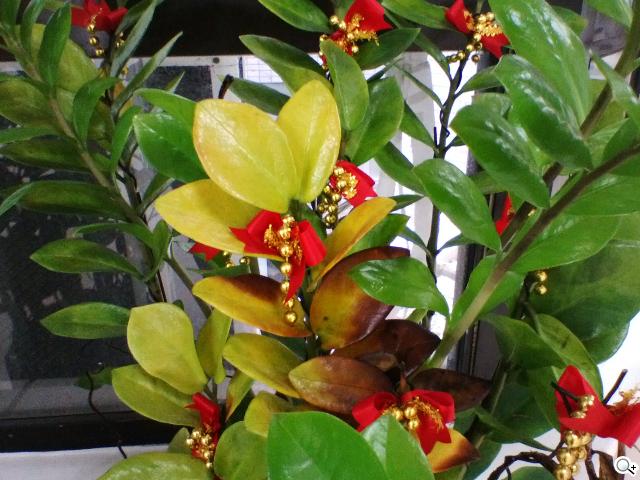 BlackBerry Z10輕鬆「Flow」、隨時「Hub」