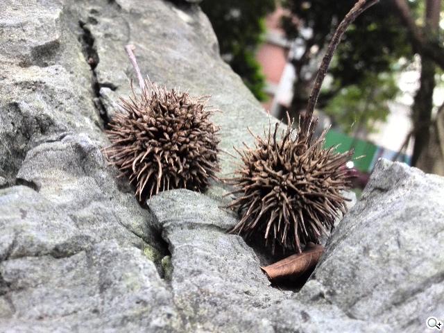 6.1吋大視界體驗 HUAWEI Ascend Mate