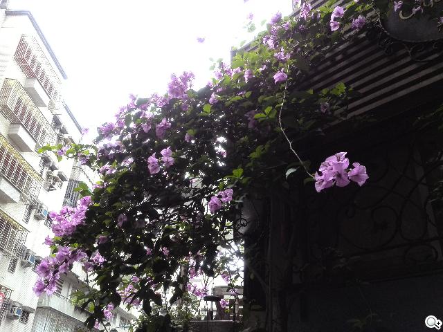 6.1吋大視界體驗 HUAWEI Ascend Mate