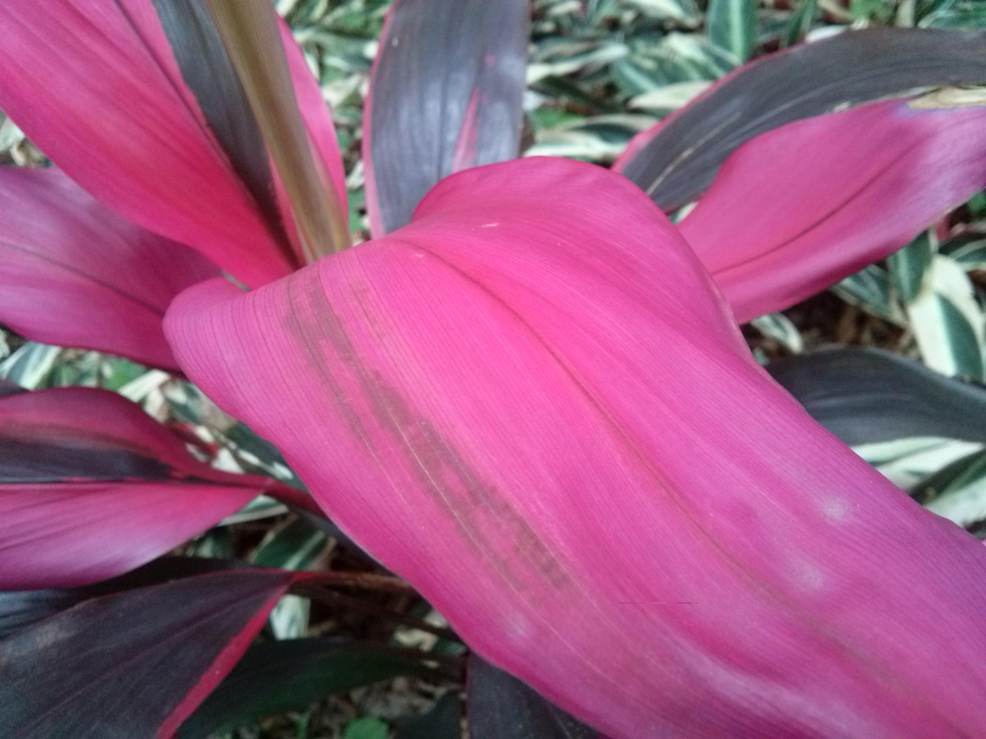 LG Optimus L7 II Duet+內外兼修的平價雙卡機